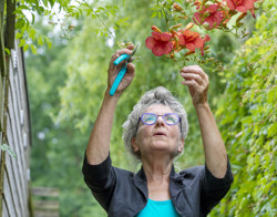 Vrouw die een plantenstruik in haar tuin knipt